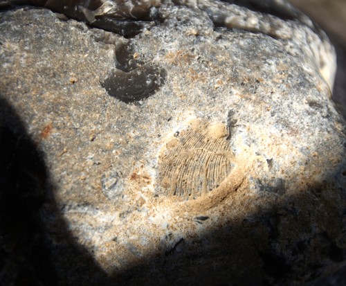 Feuerstein fossilien - 3,1,